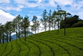 IIP Online Student Photography