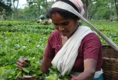 IIP Online Student Photography