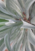 IIP Online Student Photography