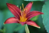 IIP Online Student Photography