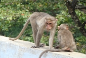 IIP Online Student Photography