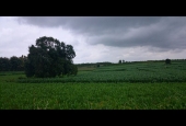 IIP Online Student Photography