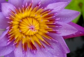 IIP Online Student Photography
