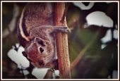 IIP Online Student Photography