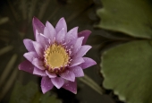 IIP Online Student Photography
