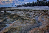 IIP Online Student Photography