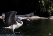 IIP Online Student Photography