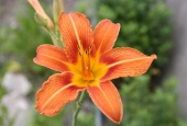IIP Online Student Photography