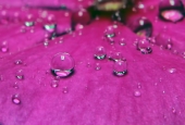 IIP Online Student Photography