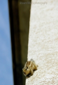 IIP Online Student Photography