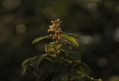 IIP Online Student Photography