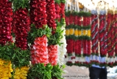 IIP Online Student Photography