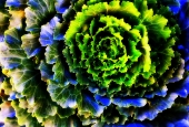 IIP Online Student Photography