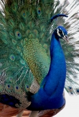 IIP Online Student Photography