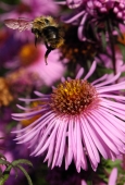IIP Online Student Photography