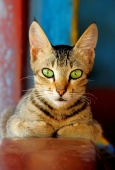 IIP Online Student Photography