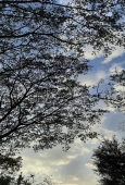 IIP Online Student Photography