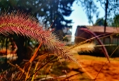 IIP Online Student Photography