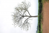 IIP Online Student Photography