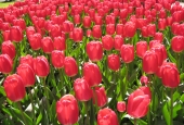 IIP Online Student Photography