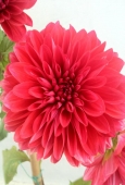 IIP Online Student Photography