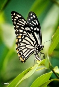 IIP Online Student Photography