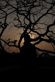 IIP Online Student Photography