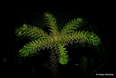 IIP Online Student Photography