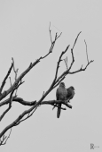 IIP Online Student Photography