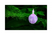 IIP Online Student Photography