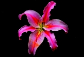 IIP Online Student Photography
