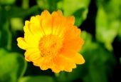 IIP Online Student Photography
