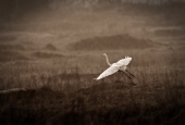 IIP Online Student Photography