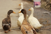IIP Online Student Photography