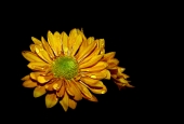 IIP Online Student Photography