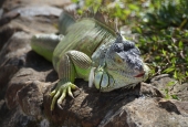 IIP Online Student Photography