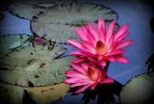 IIP Online Student Photography