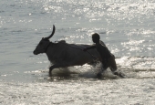 IIP Online Student Photography