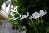 IIP Online Student Photography