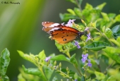 IIP Online Student Photography