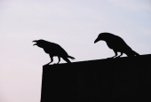 IIP Online Student Photography