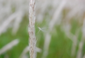 IIP Online Student Photography