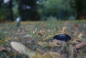 IIP Online Student Photography