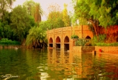 IIP Online Student Photography