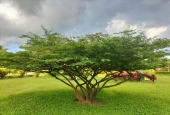 IIP Online Student Photography