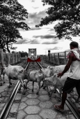 IIP Online Student Photography