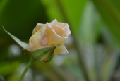 IIP Online Student Photography