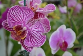 IIP Online Student Photography