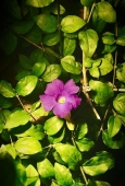 IIP Online Student Photography