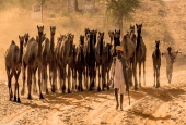 IIP Online Student Photography